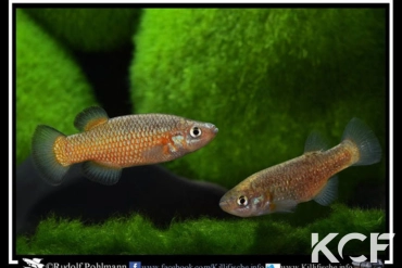 Crenichthys baileyi baileyi Ash springs couple adulte 
