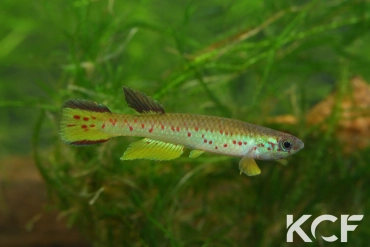 Aphyosemion congicum Takundi Z 82-17 male sub adulte 