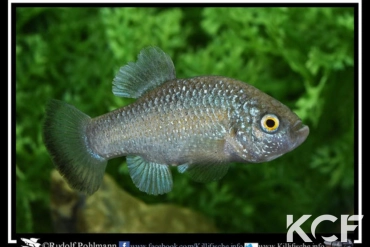 Cyprinodon longidorsalis  male adulte 