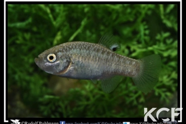 Cyprinodon longidorsalis  femelle adulte 