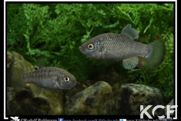 Cyprinodon longidorsalis  couple adulte 