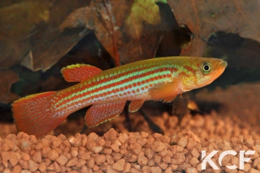 Aphyosemion escherichi Dolisie FCCO 13-14 male adulte 