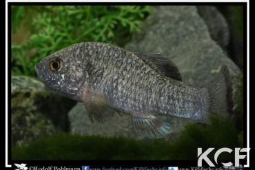 Cyprinodon veronicae Mex-Aramberri Charco Azul male adulte 