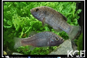 Cyprinodon veronicae Mex-Aramberri Charco Azul male adulte 