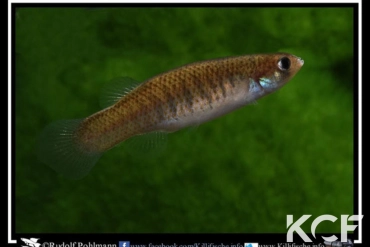 Fundulus cingulatus 3 mile Creek male adulte 