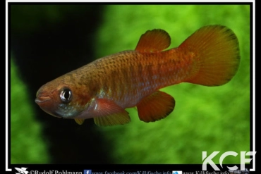 Fundulus cingulatus 3 mile Creek male adulte 