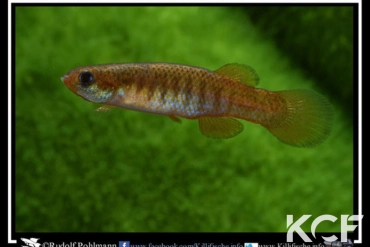 Fundulus cingulatus 3 mile Creek male adulte 