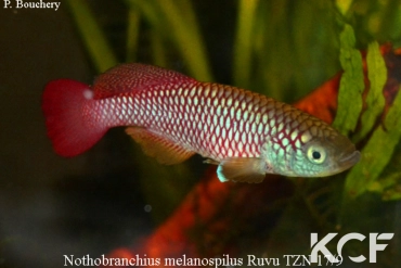 Nothobranchius melanospilus Ruvu TZN 17-09 male adulte 