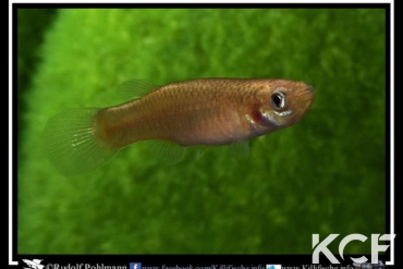 Fundulus rubrifons Fargo femelle adulte 