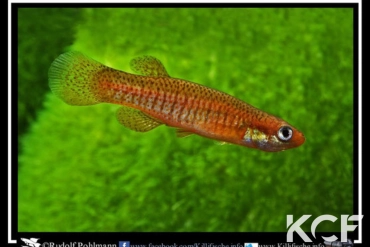 Fundulus rubrifons Fargo male adulte 