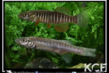 Fundulus zebrinus Pease River Bridge at Copper Breaks State Park couple adulte 