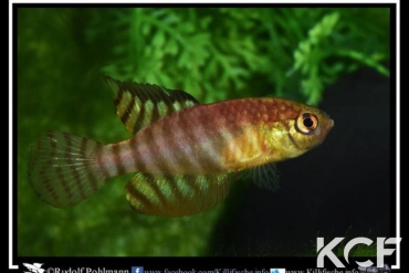 Hypsolebias alternatus  male adulte 