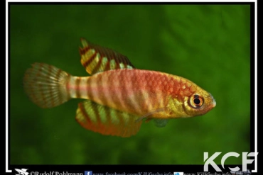 Hypsolebias alternatus  male adulte 