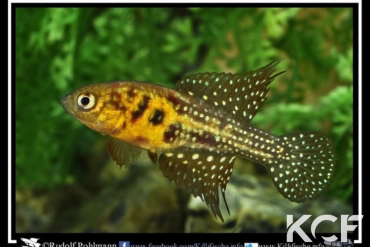 Hypsolebias auratus Lagoa Grande male adulte 