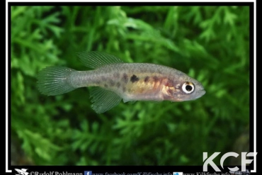 Hypsolebias auratus Lagoa Grande femelle adulte 