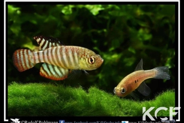 Hypsolebias fasciatus Unai NP 03-07 TT couple adulte 