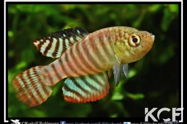 Hypsolebias fasciatus Unai NP 07-03 TT male adulte 