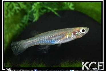 Lacustricola pumilus Burundi CI 08 femelle adulte 