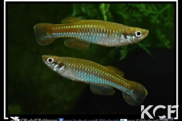 Lacustricola pumilus Burundi CI 08 couple adulte 