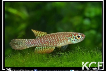 Leptolebias citrinipinnis Barra Maricá RJ male adulte 