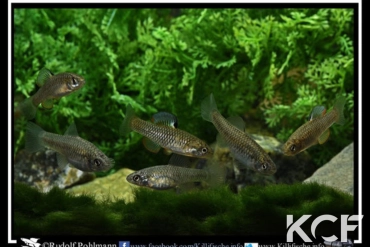 Lucania parva Merrit Island couple adulte 