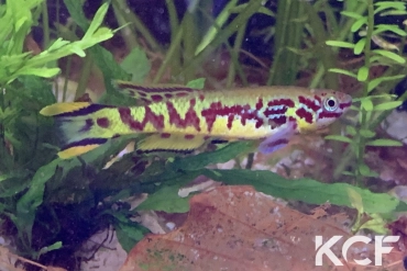 Fundulopanchax spoorenbergi  male adulte 