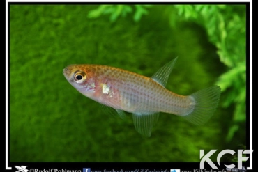 Maratecoara lacortei Nova Nazare HVP 16-09 femelle adulte 