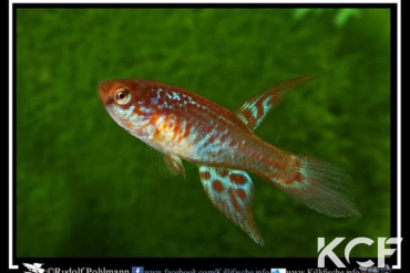 Maratecoara lacortei Nova Nazare HVP 16-09 male adulte 