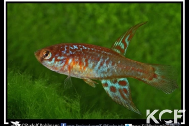 Maratecoara lacortei Nova Nazare HVP 16-09 male adulte 