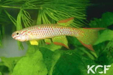 Aphyosemion gabunense  male adulte 