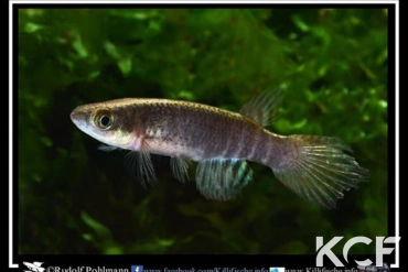 Aphyolebias peruensis  femelle adulte 