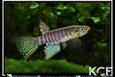 Aphyolebias peruensis  male adulte 