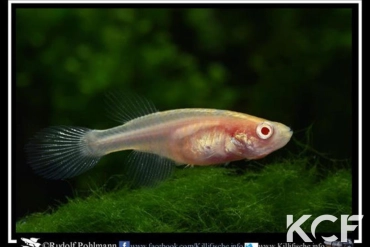 Nematolebias papilliferus Inoa Albino femelle adulte 