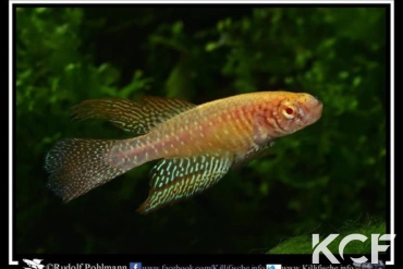Nematolebias papilliferus Inoa Albino male adulte 