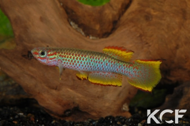 Aphyosemion marginatum Bengui 1-2 GJS 00-29 male adulte 