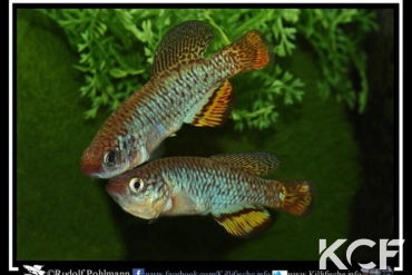 Nothobranchius hassoni Mwashya DR Congo 2010 couple adulte 