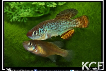 Nothobranchius hassoni Mwashya DR Congo 2010 couple adulte 