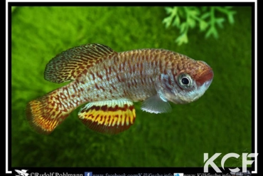 Nothobranchius hassoni Mwashya DR Congo 2010 male adulte 