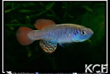 Nothobranchius attenbouroughi Mugeta TAN 93-17 male adulte 