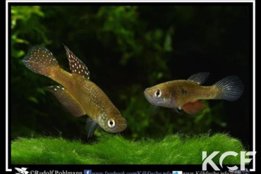 Ophtalmolebias bokermanni Ilheus - Bahia couple adulte 