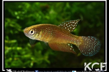 Ophtalmolebias bokermanni Ilheus - Bahia male adulte 