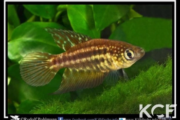 Ophtalmolebias constanciae  male adulte 