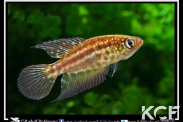 Ophtalmolebias constanciae  male adulte 