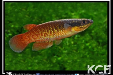 Pachypanchax omalonotus  couple adulte 