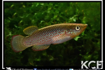 Pachypanchax playfairii Beau vallon Mahé male adulte 