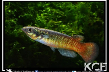 Pachypanchax varatraza  male adulte 