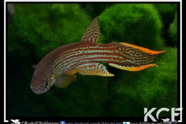 Renova oscari Isla Raton upper Orinoco RDB 92-22 male adulte 