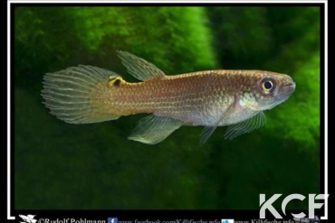 Renova oscari Isla Raton upper Orinoco RDB 92-22 femelle adulte 