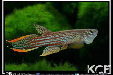 Renova oscari Isla Raton upper Orinoco RDB 92-22 male adulte 