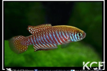 Simpsonichthys margaritatus Rio Verde BR MPM 12-07 male adulte 